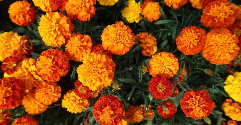 marigolds