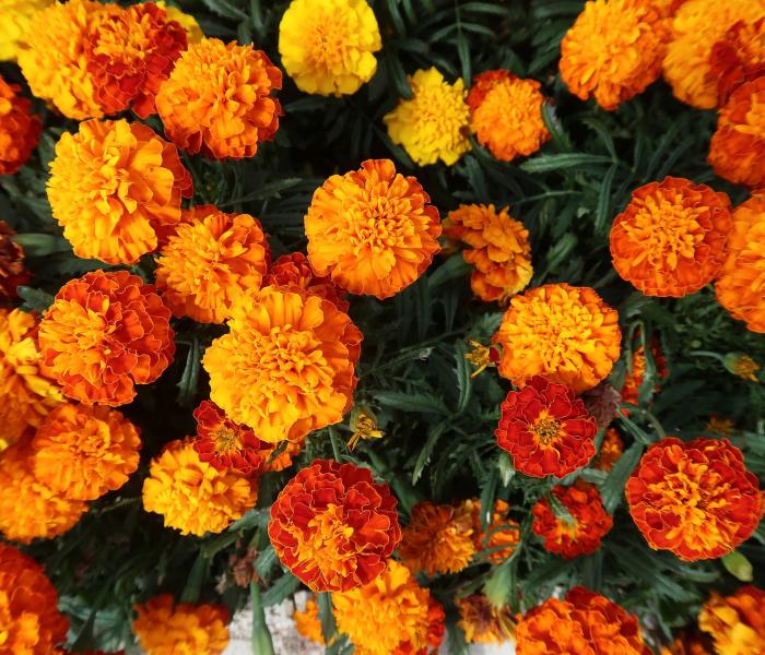 marigolds